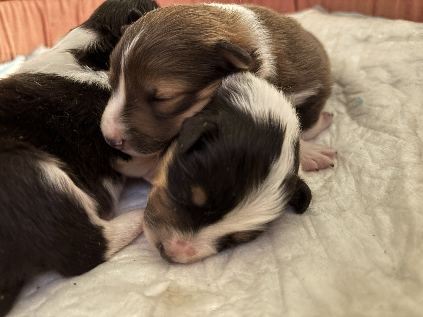 du Cèdre Enchanté - Chiots disponibles - Shetland Sheepdog