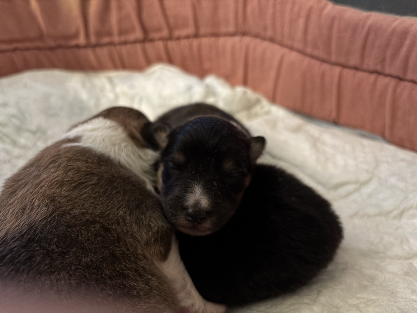 du Cèdre Enchanté - Chiots disponibles - Shetland Sheepdog