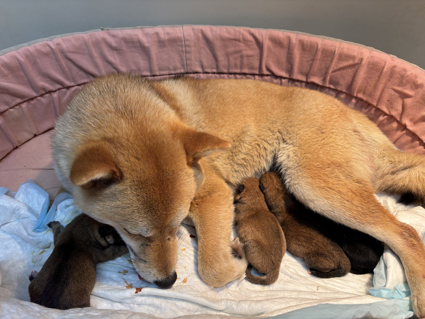 Shiba Inu