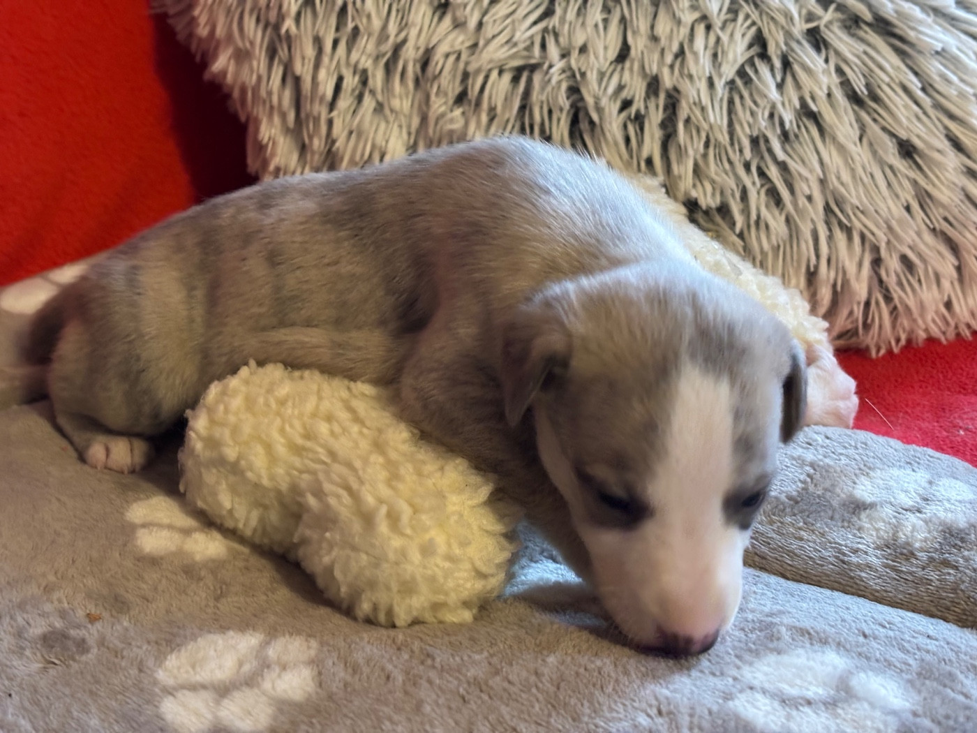 du Cèdre Enchanté - Chiots disponibles - Whippet