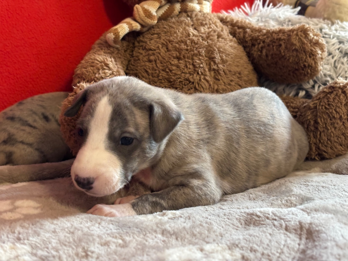 du Cèdre Enchanté - Chiots disponibles - Whippet