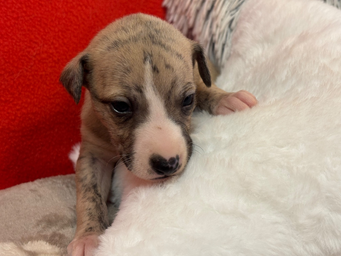 du Cèdre Enchanté - Chiots disponibles - Whippet
