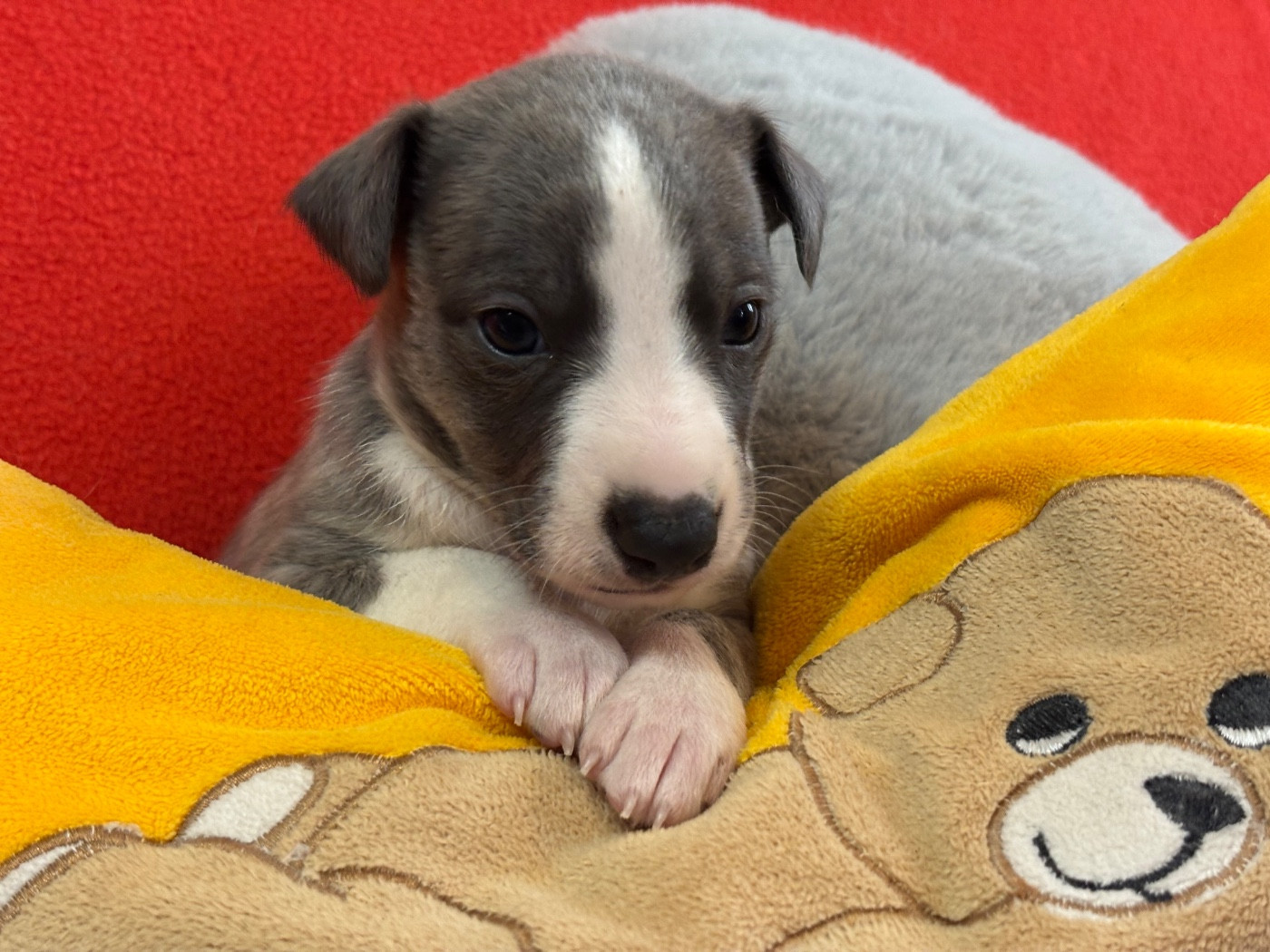 du Cèdre Enchanté - Chiots disponibles - Whippet