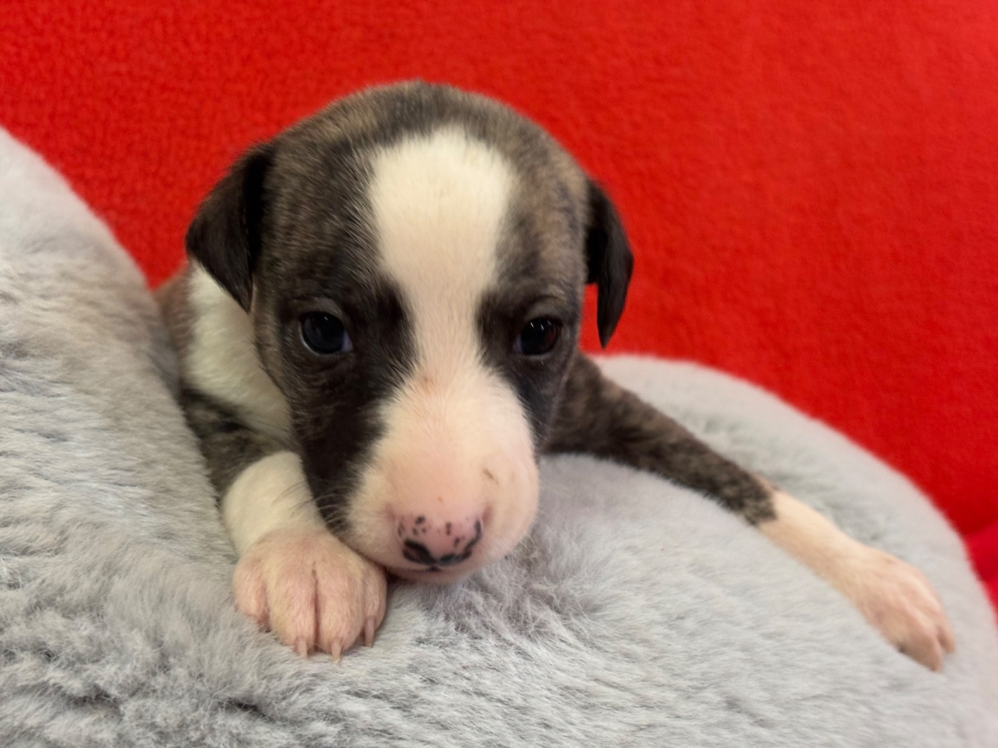 du Cèdre Enchanté - Chiots disponibles - Whippet