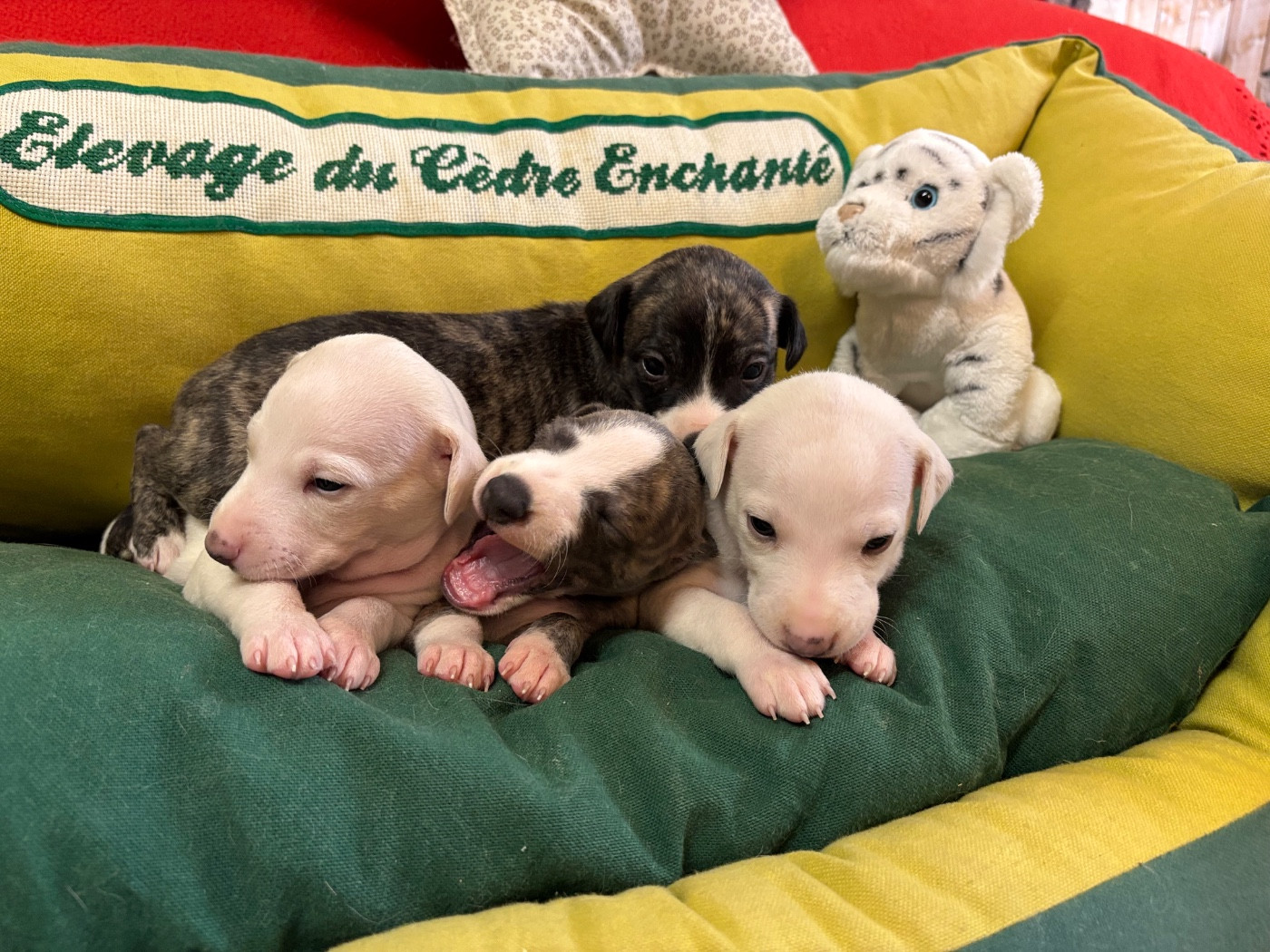 du Cèdre Enchanté - Chiots disponibles - Whippet