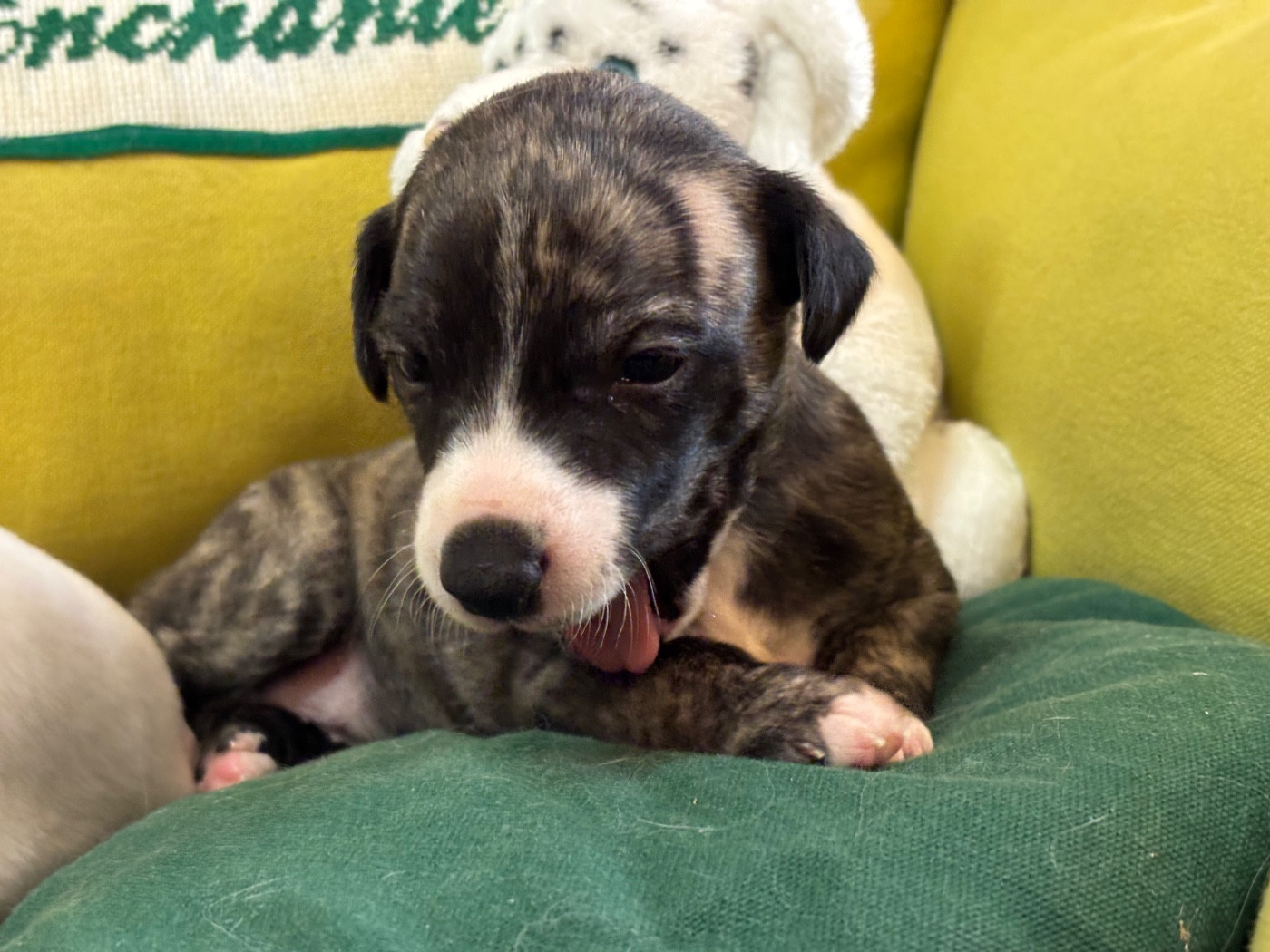 du Cèdre Enchanté - Chiots disponibles - Whippet