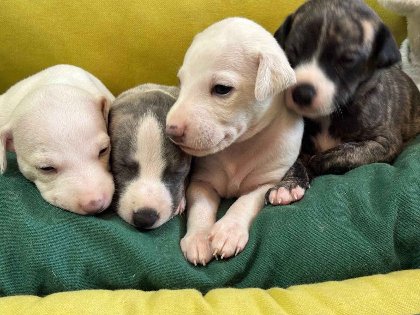 du Cèdre Enchanté - Chiots disponibles - Whippet