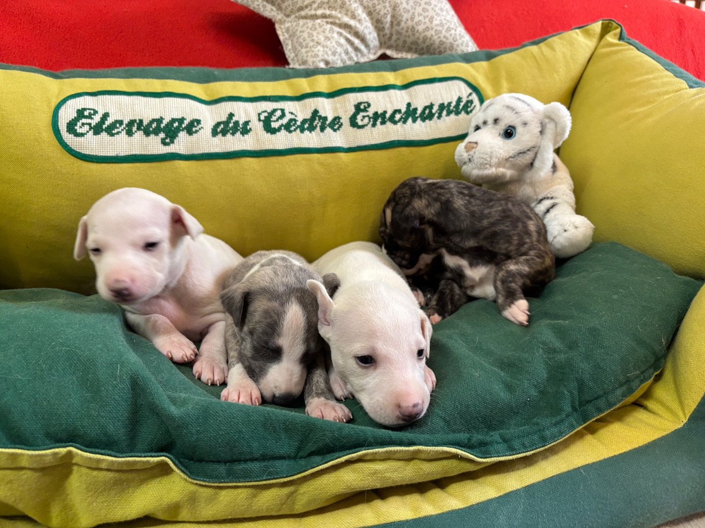 du Cèdre Enchanté - Chiots disponibles - Whippet