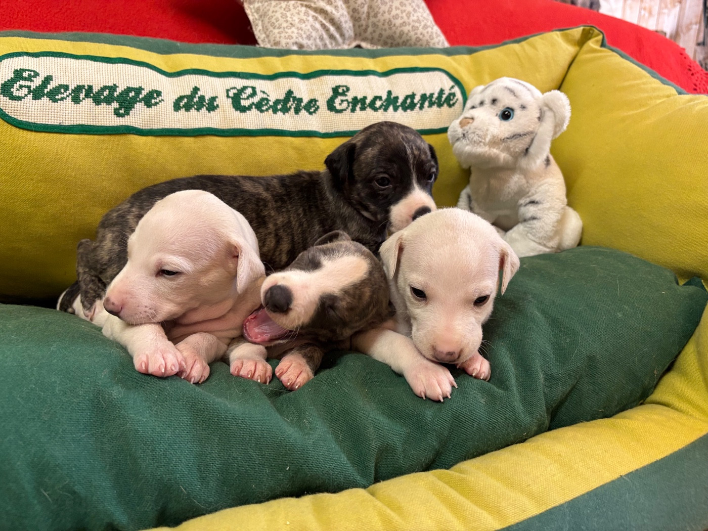 du Cèdre Enchanté - Whippet - Portée née le 18/05/2026