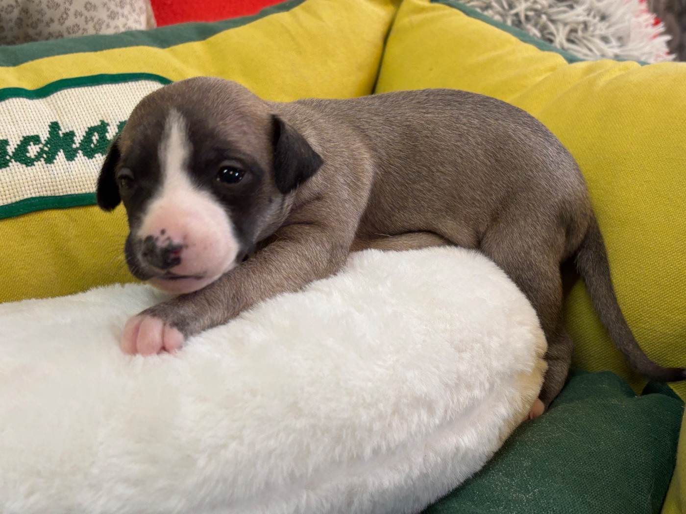 du Cèdre Enchanté - Chiots disponibles - Whippet