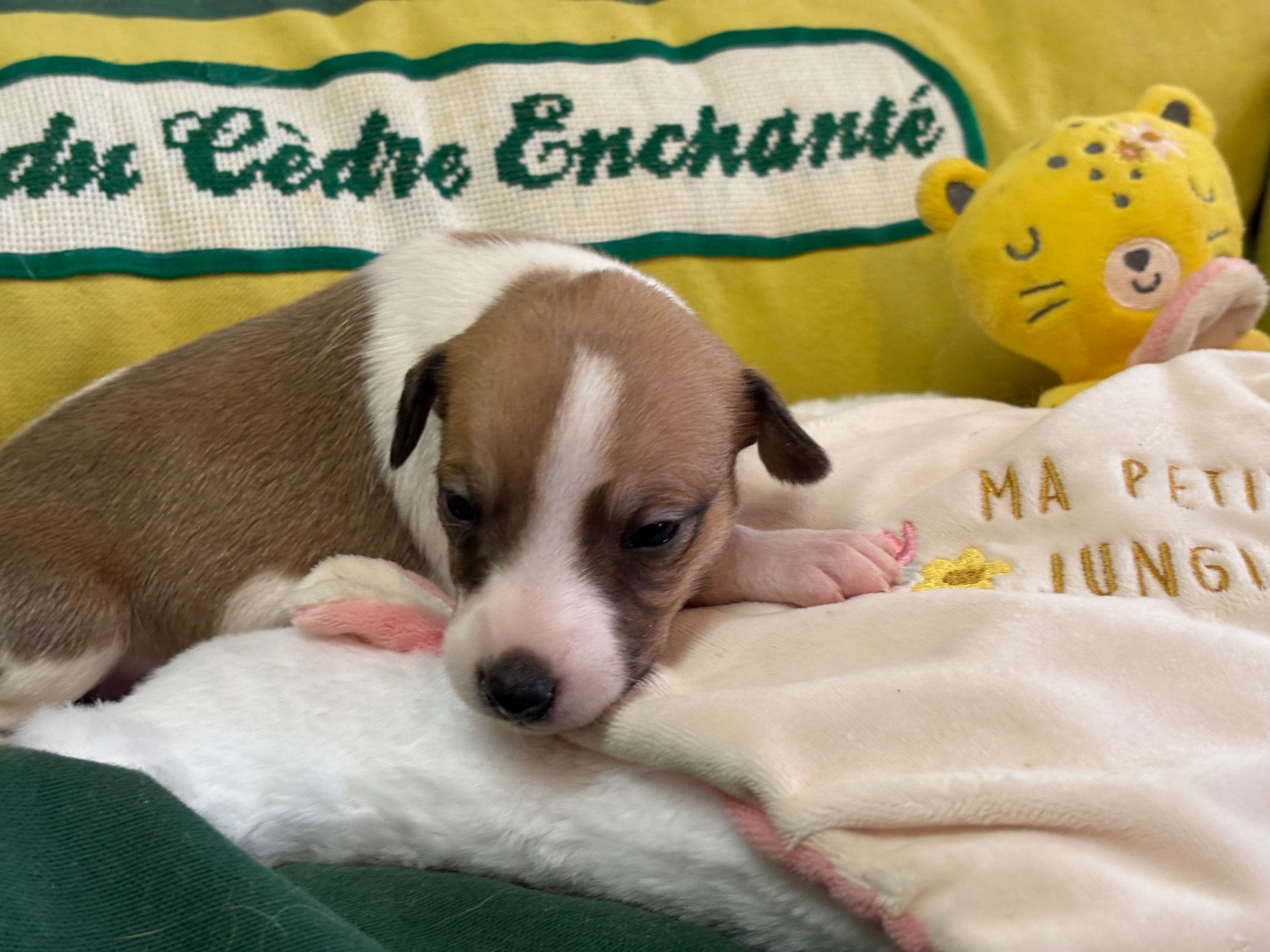 du Cèdre Enchanté - Chiots disponibles - Whippet