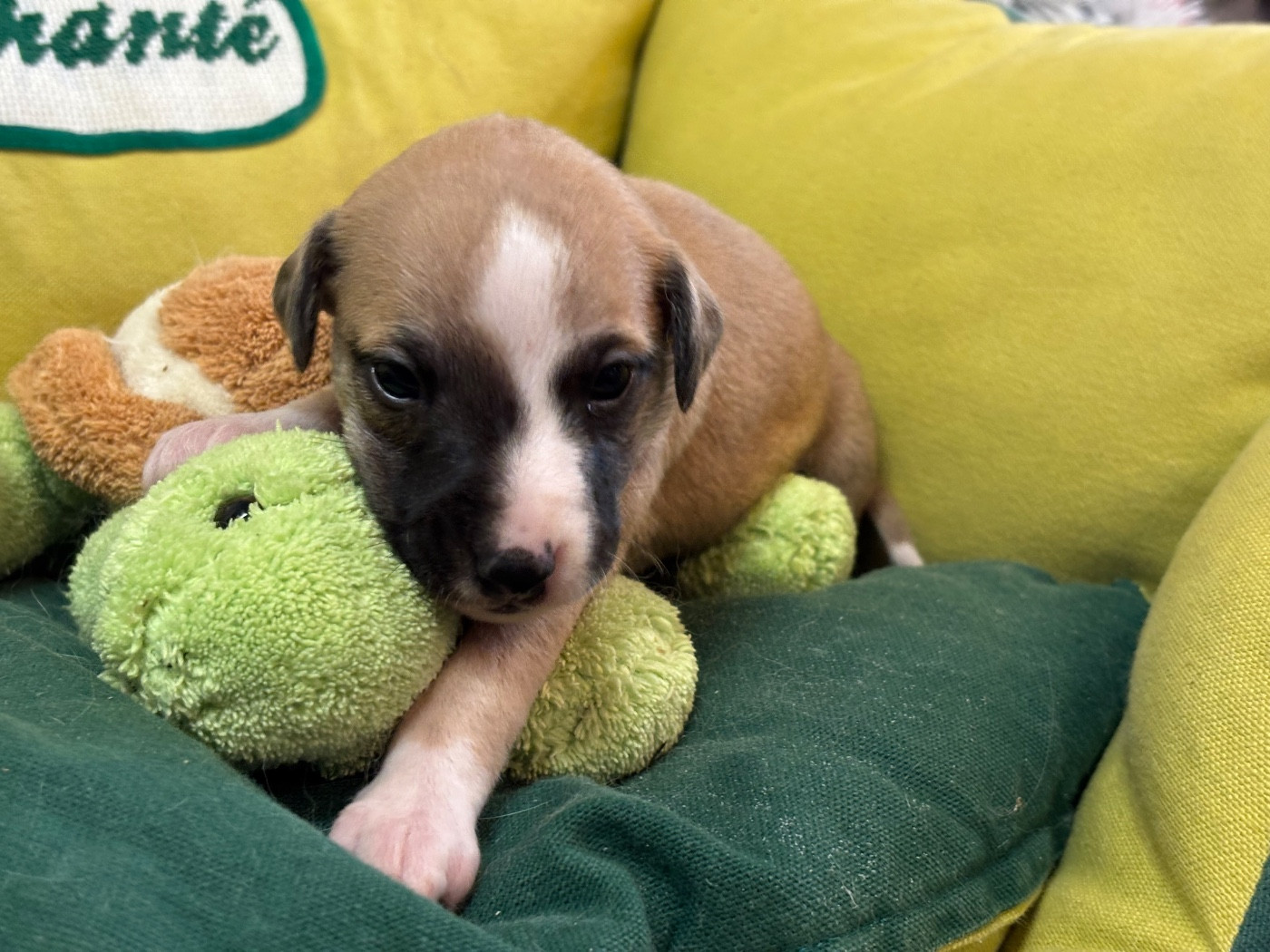 du Cèdre Enchanté - Chiots disponibles - Whippet