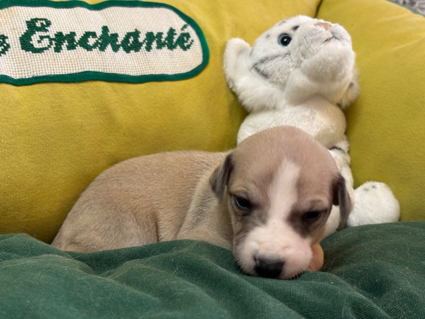 du Cèdre Enchanté - Chiots disponibles - Whippet