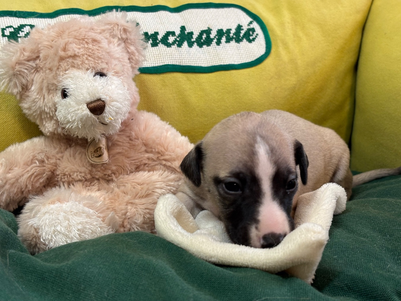 du Cèdre Enchanté - Chiots disponibles - Whippet