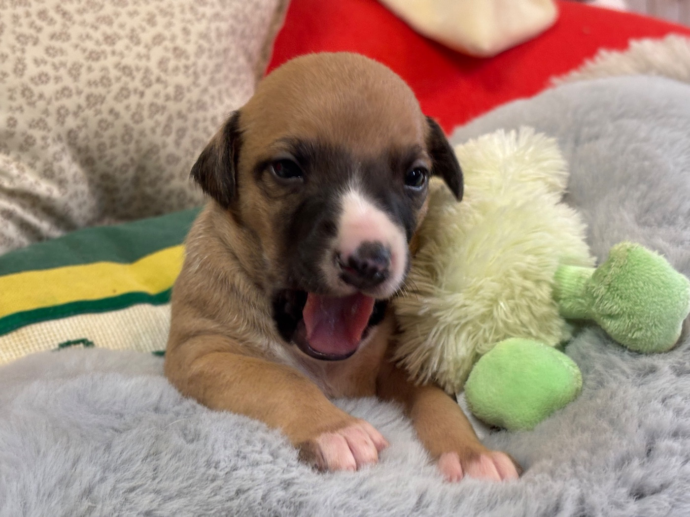 du Cèdre Enchanté - Chiots disponibles - Whippet