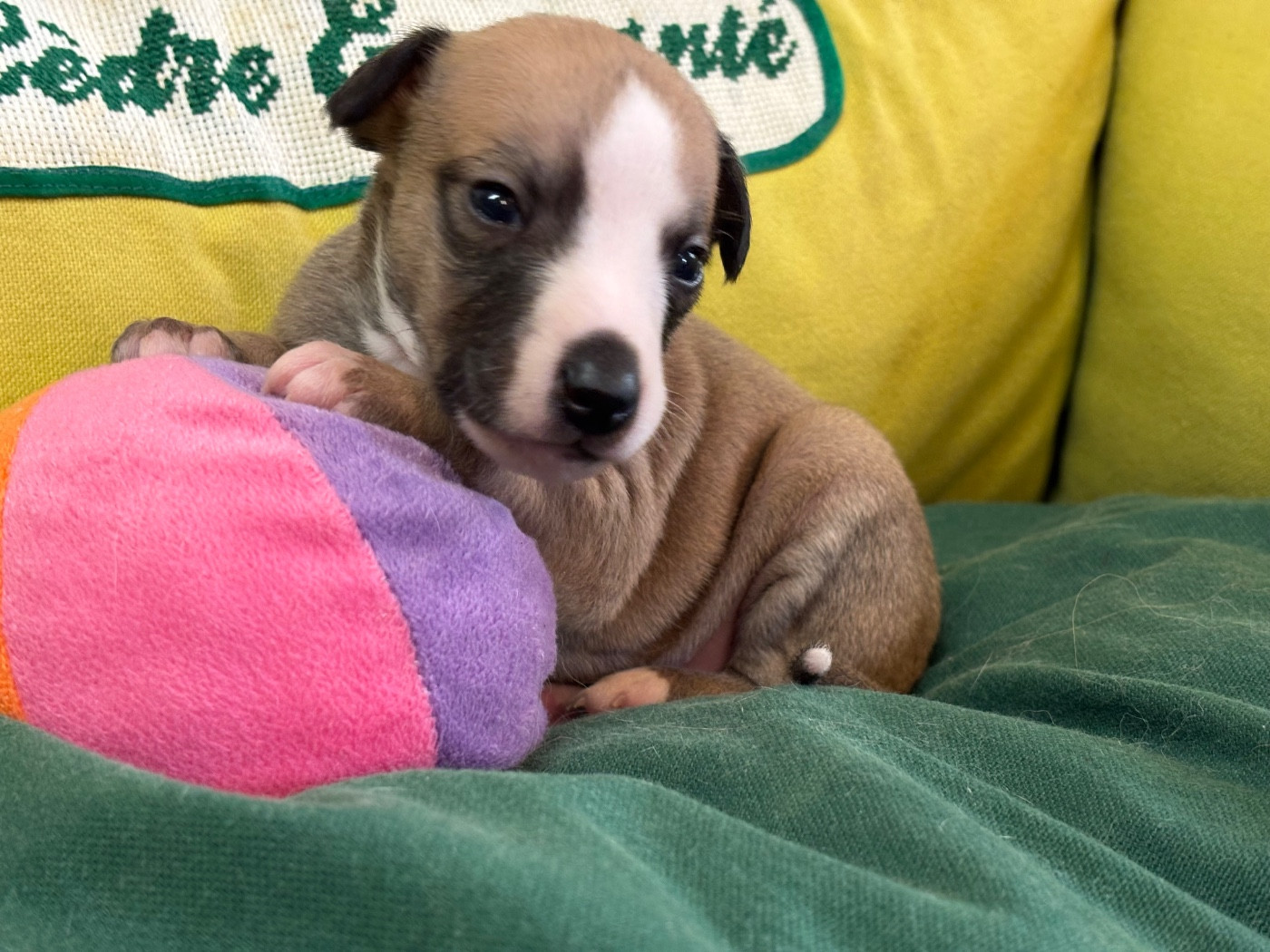 du Cèdre Enchanté - Chiots disponibles - Whippet