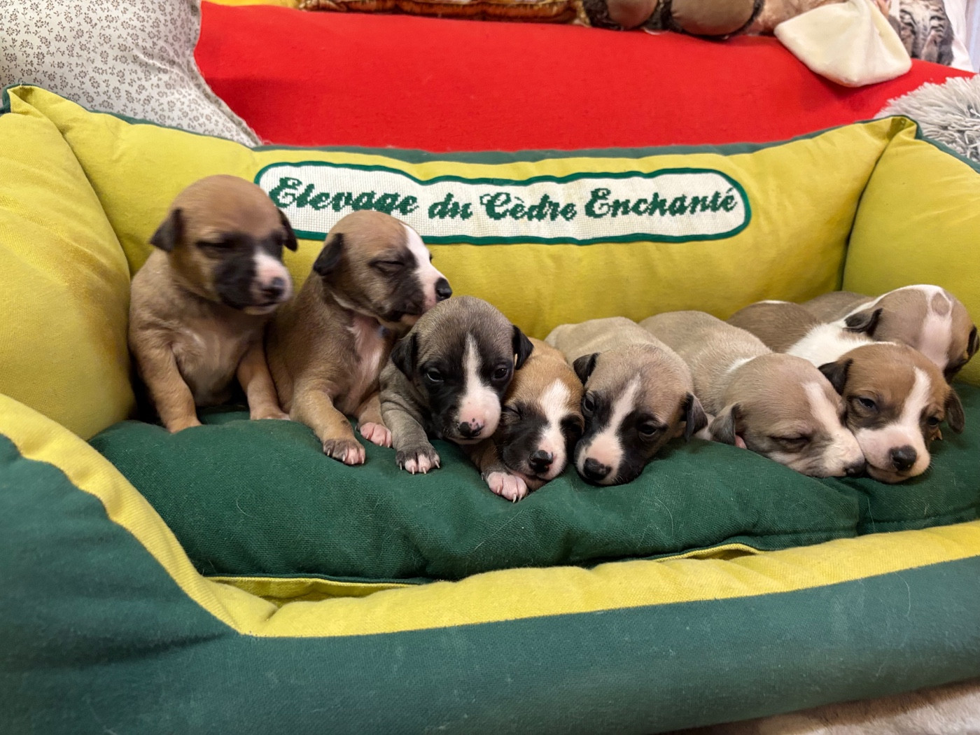 Chiot Whippet du Cèdre Enchanté