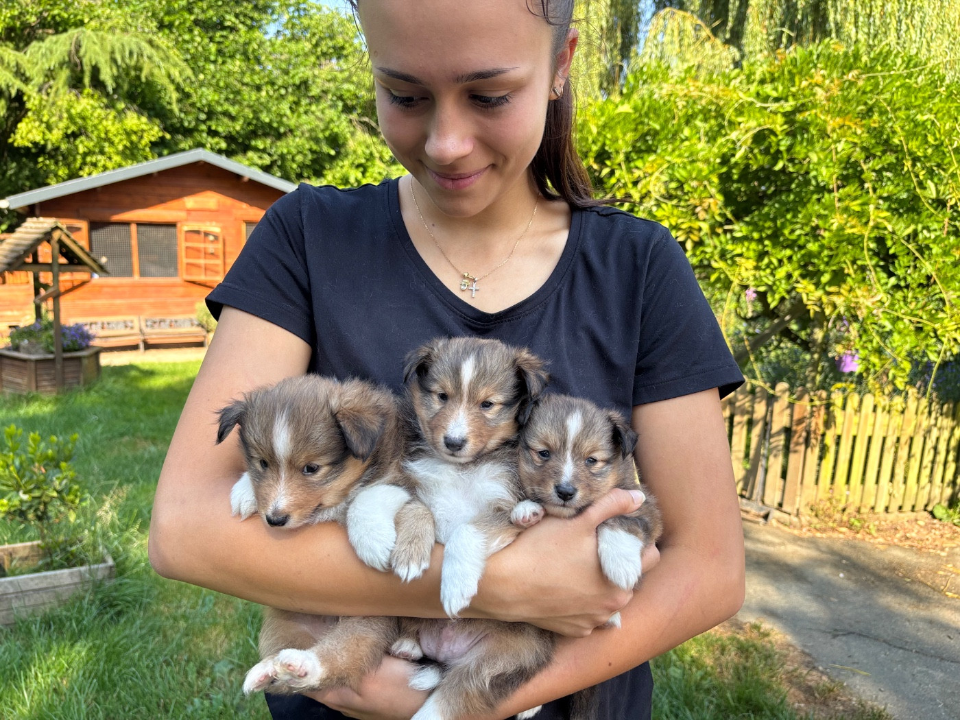 du Cèdre Enchanté - Chiots disponibles - Shetland Sheepdog