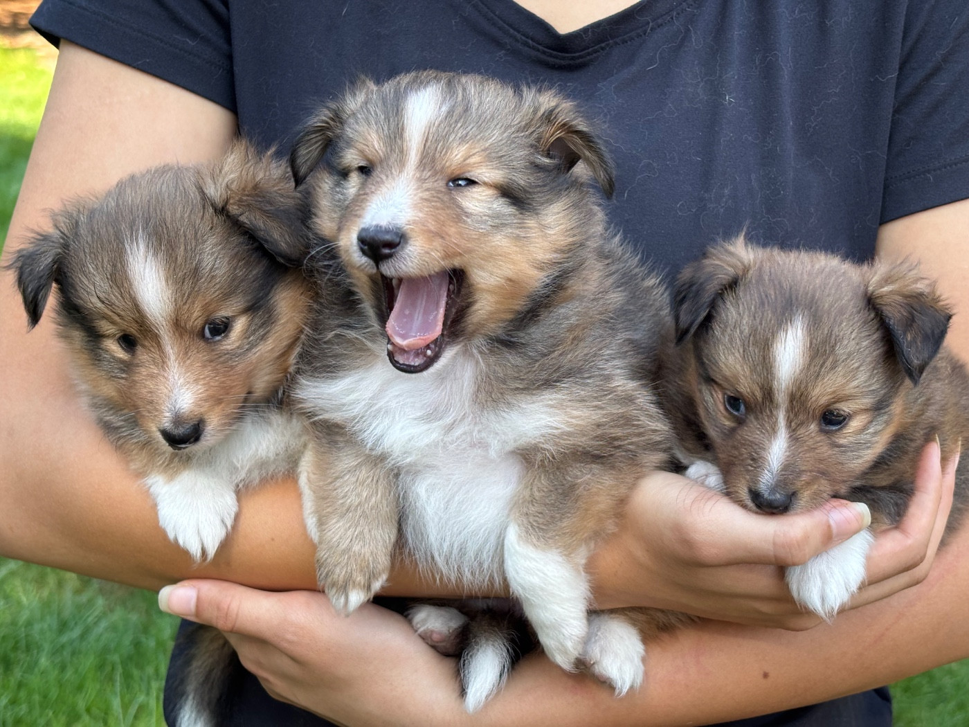 du Cèdre Enchanté - Chiots disponibles - Shetland Sheepdog