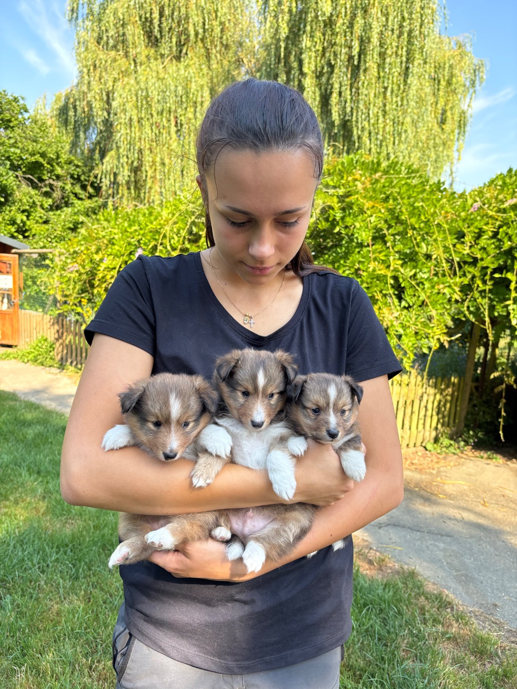 du Cèdre Enchanté - Chiots disponibles - Shetland Sheepdog