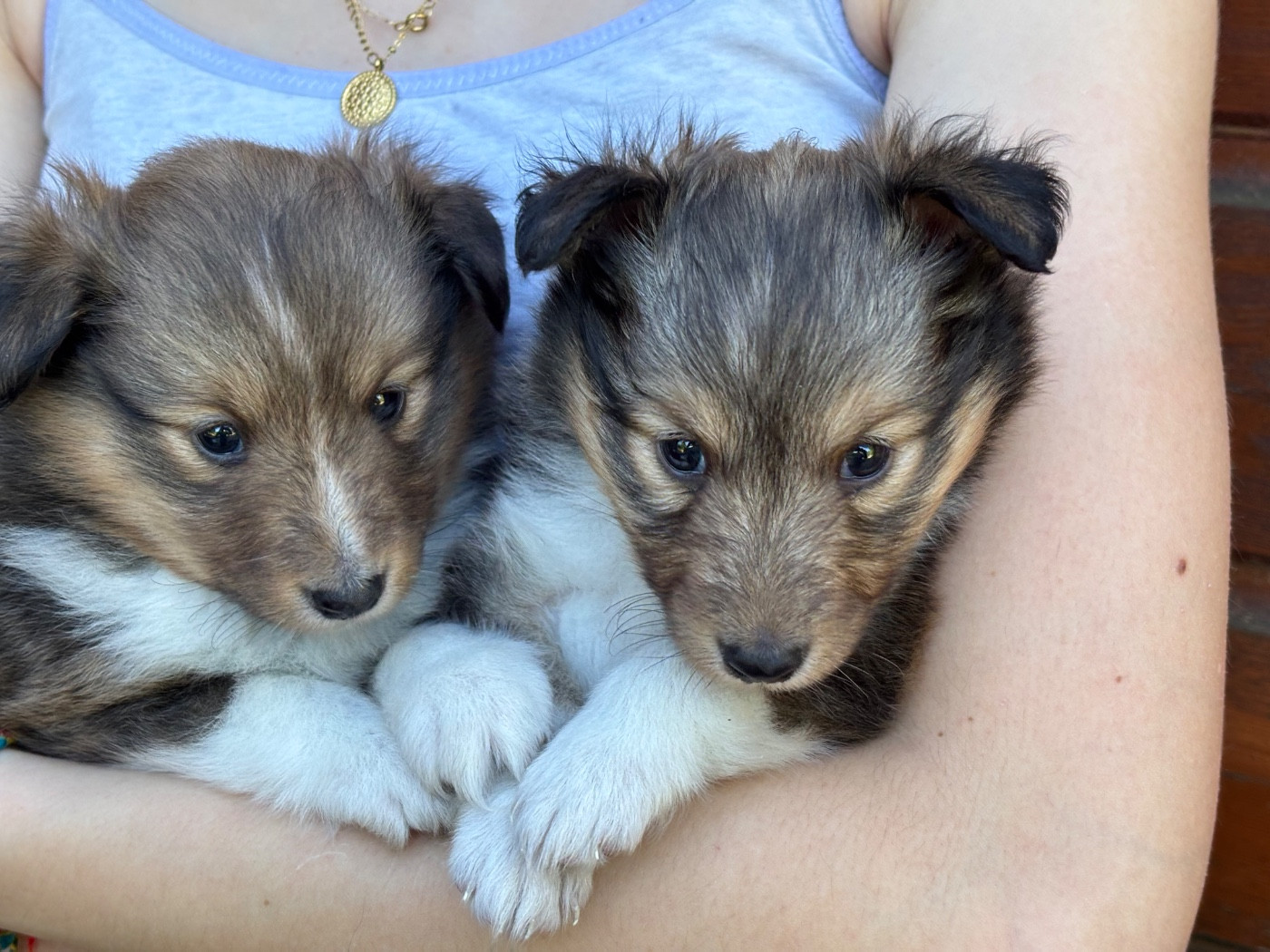 du Cèdre Enchanté - Chiots disponibles - Shetland Sheepdog