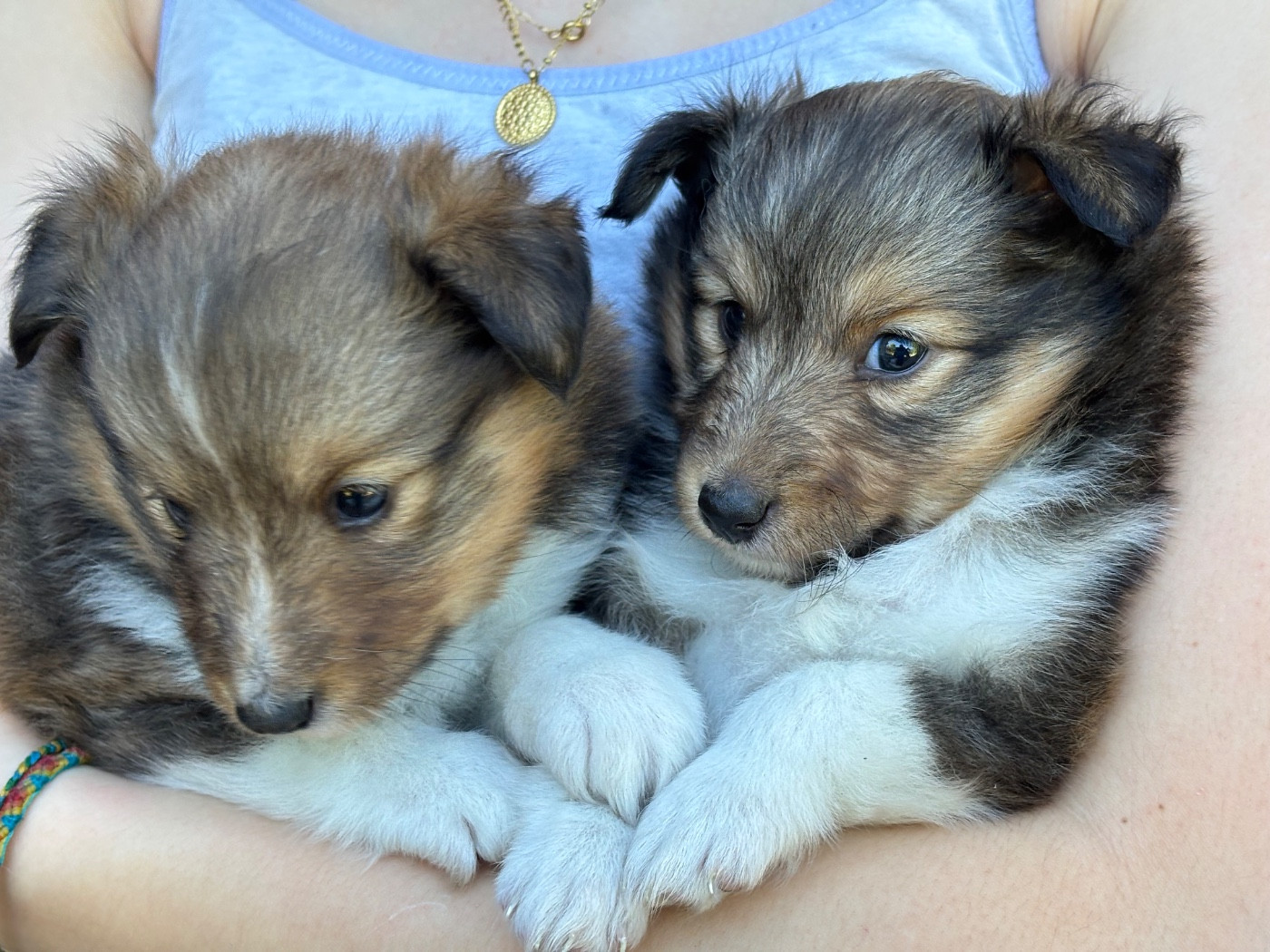 du Cèdre Enchanté - Chiots disponibles - Shetland Sheepdog