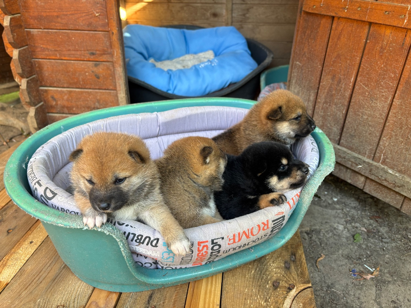 Shiba Inu