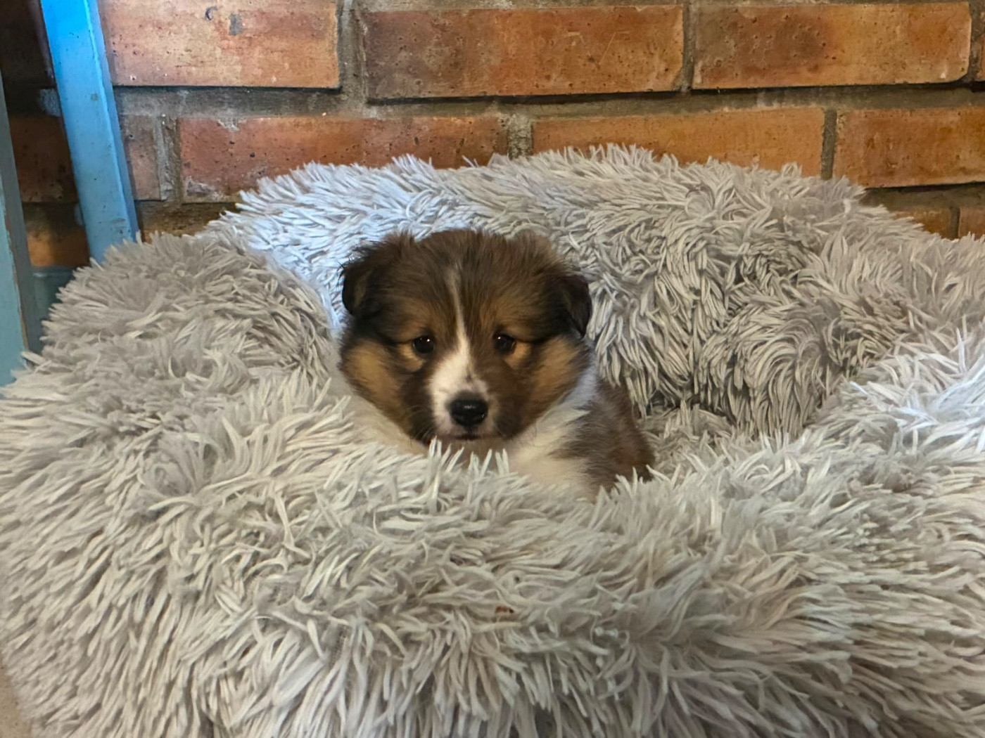 du Cèdre Enchanté - Chiots disponibles - Shetland Sheepdog