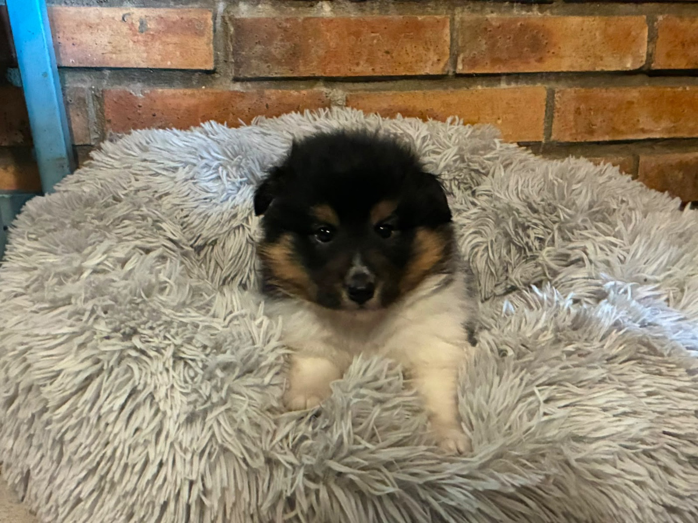 du Cèdre Enchanté - Chiots disponibles - Shetland Sheepdog