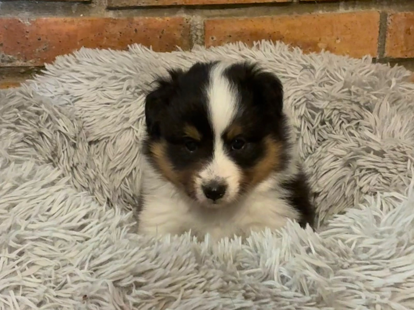 du Cèdre Enchanté - Chiots disponibles - Shetland Sheepdog