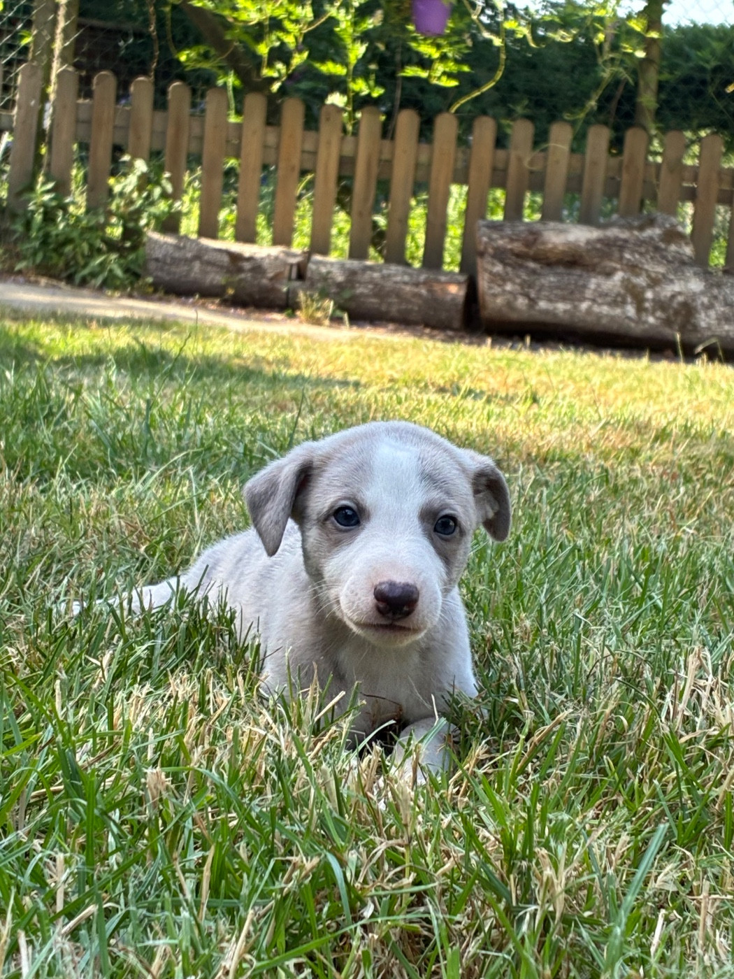 du Cèdre Enchanté - Chiots disponibles - Whippet