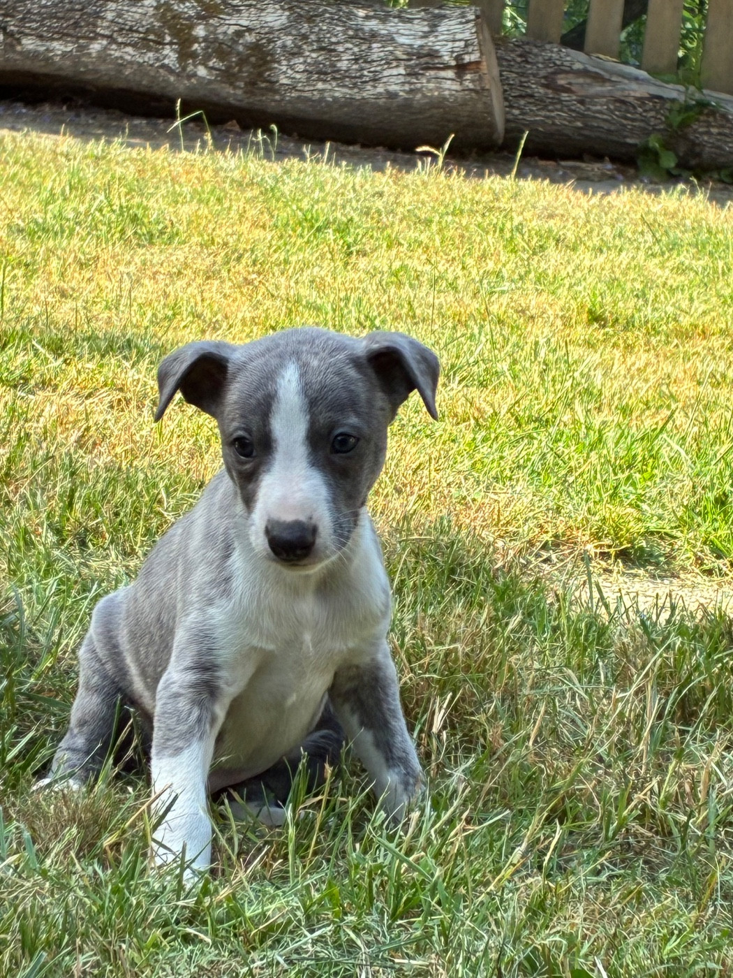 du Cèdre Enchanté - Chiots disponibles - Whippet