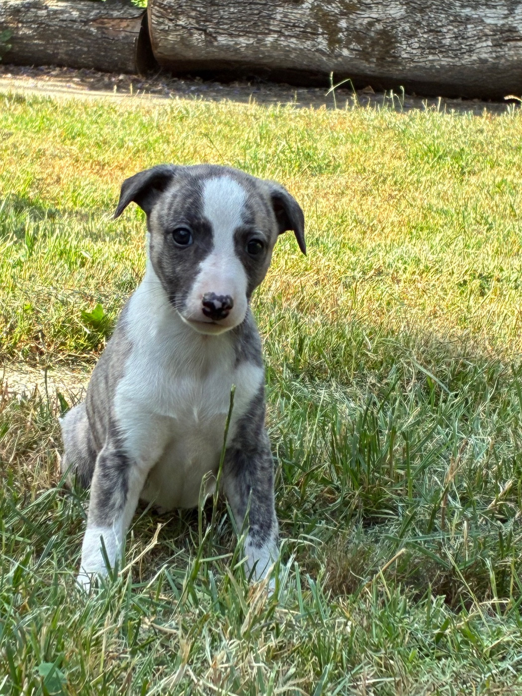 du Cèdre Enchanté - Chiots disponibles - Whippet