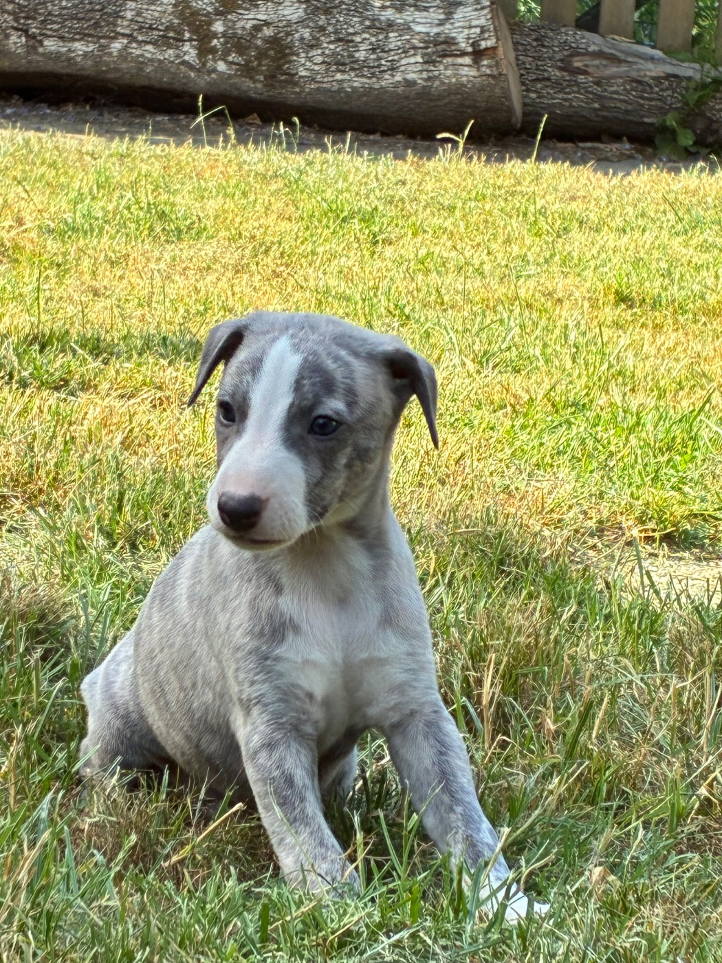 du Cèdre Enchanté - Chiots disponibles - Whippet