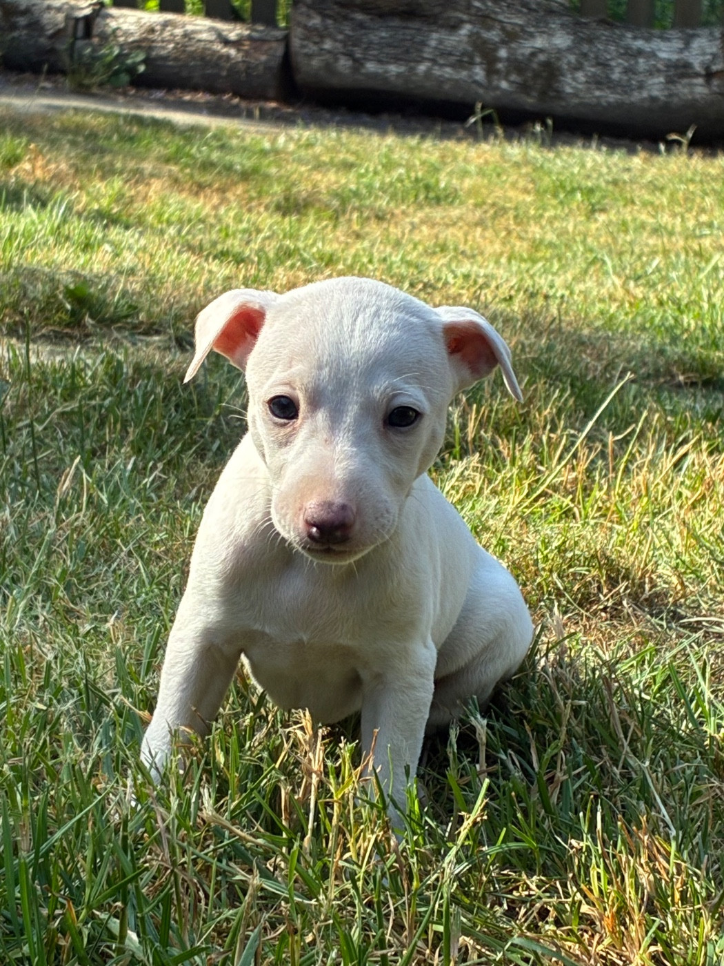 du Cèdre Enchanté - Chiots disponibles - Whippet