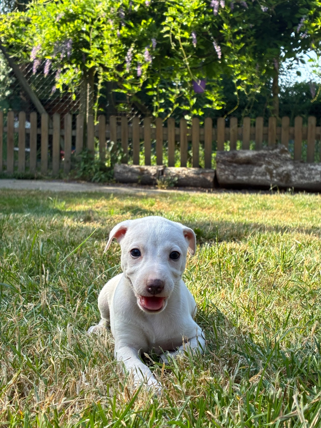 du Cèdre Enchanté - Chiots disponibles - Whippet