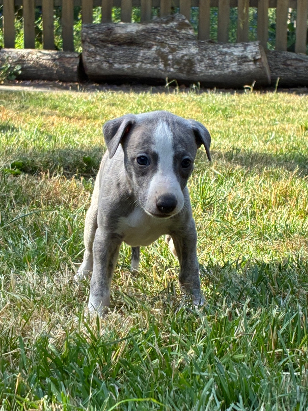 du Cèdre Enchanté - Chiots disponibles - Whippet