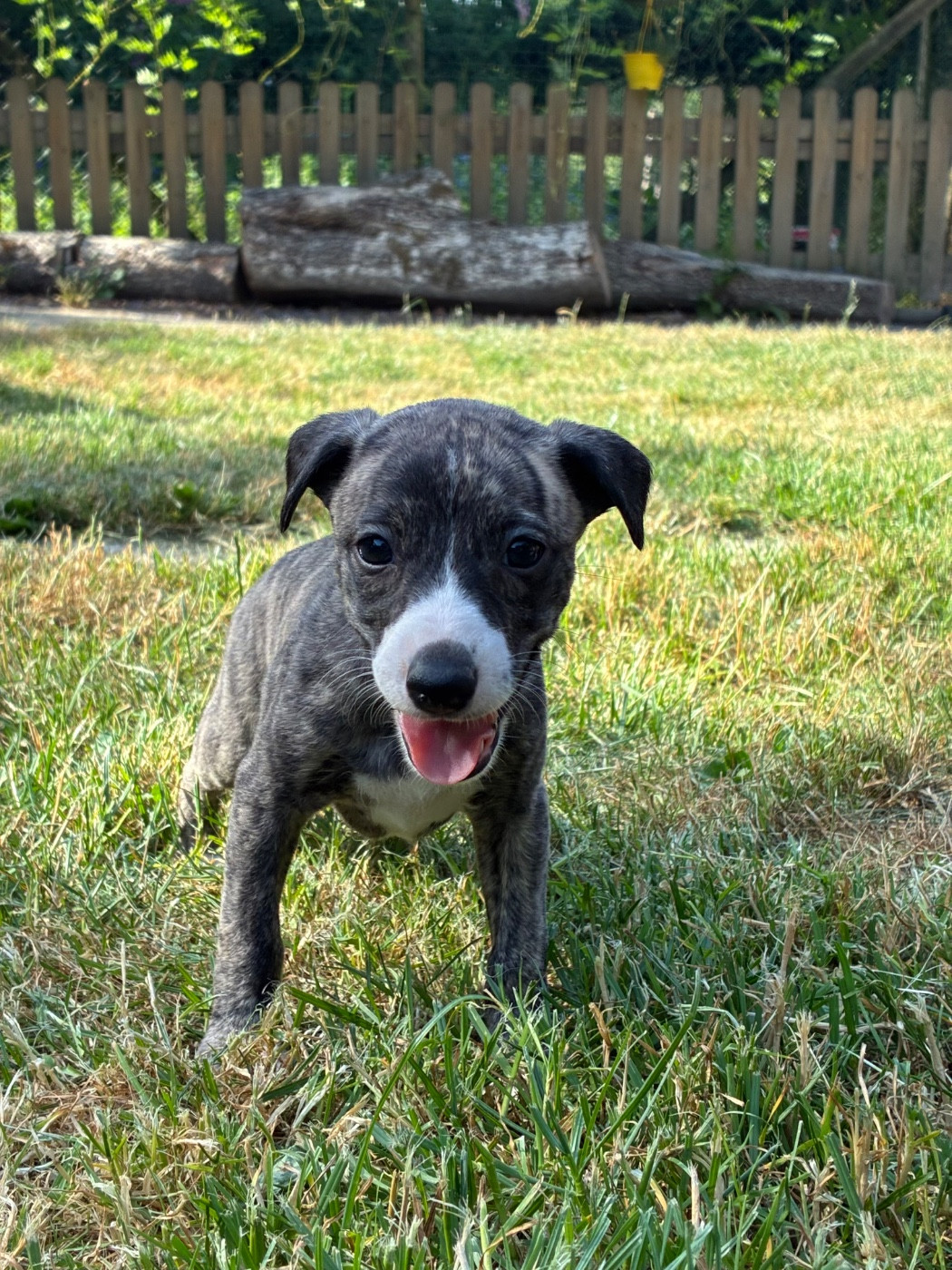 du Cèdre Enchanté - Chiots disponibles - Whippet