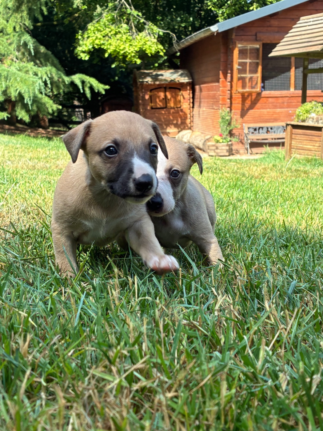du Cèdre Enchanté - Chiots disponibles - Whippet