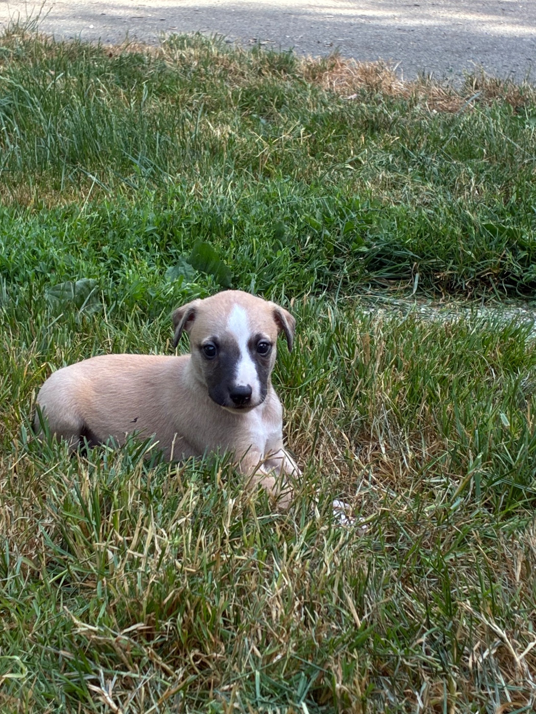 du Cèdre Enchanté - Chiots disponibles - Whippet