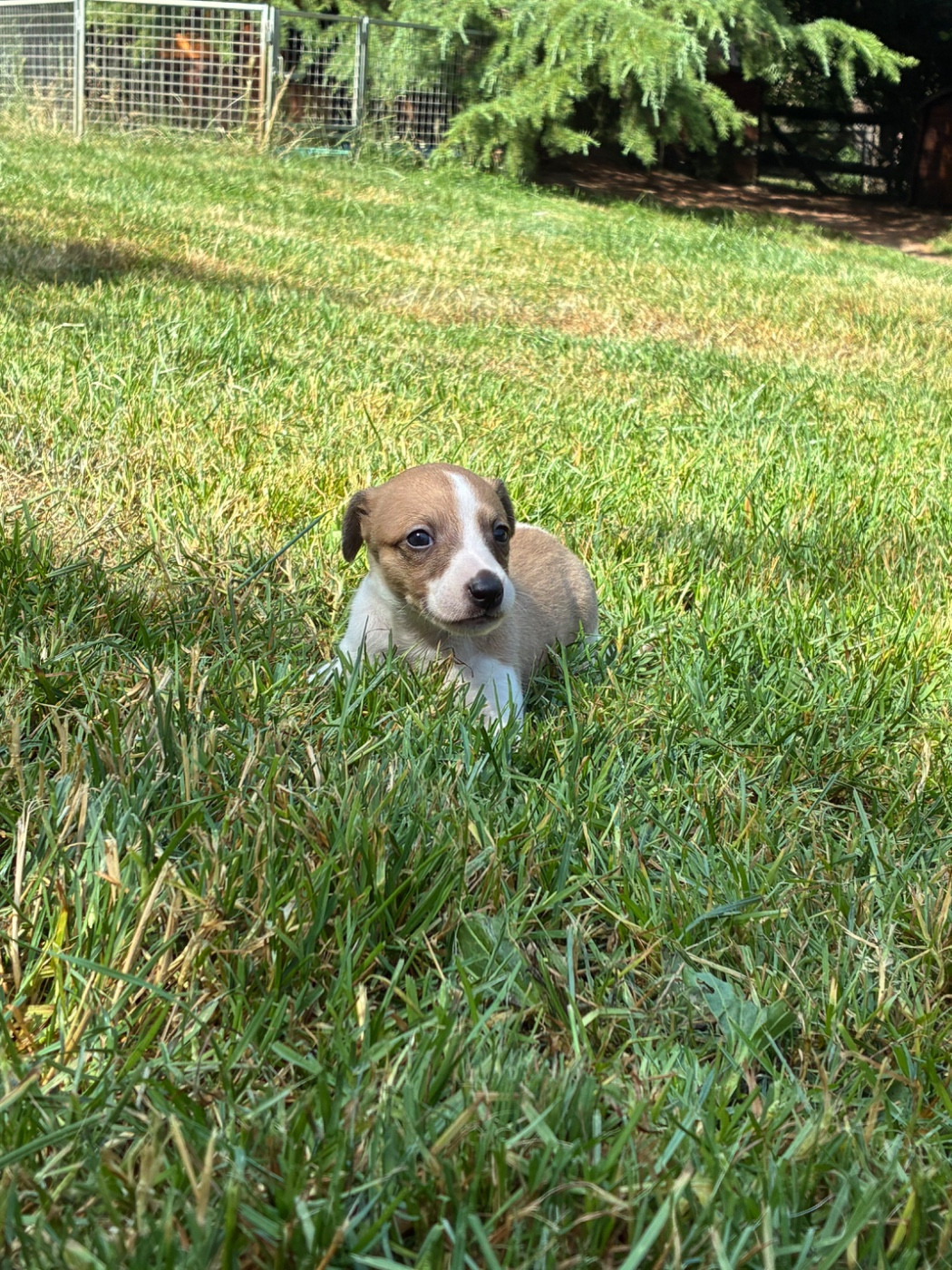 du Cèdre Enchanté - Chiots disponibles - Whippet