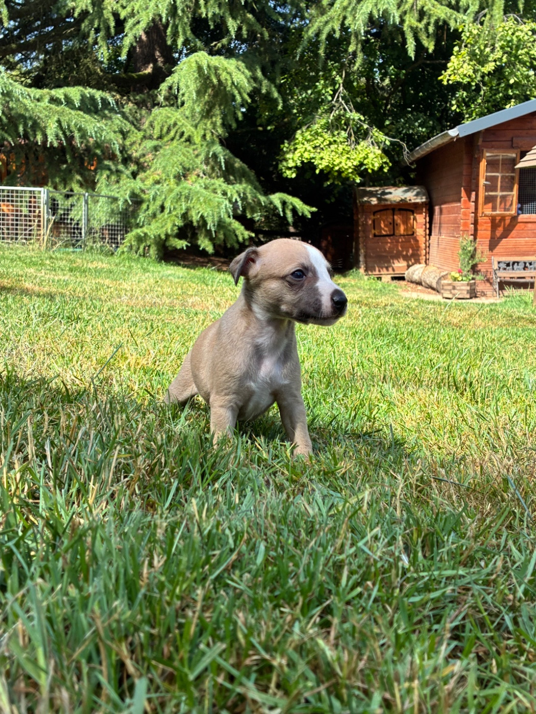 du Cèdre Enchanté - Chiots disponibles - Whippet