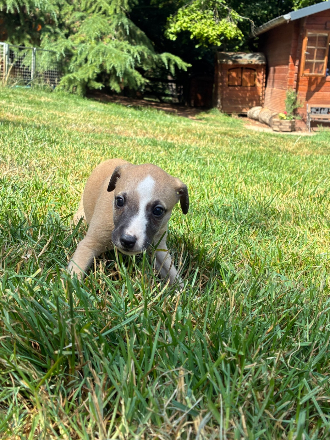 du Cèdre Enchanté - Chiots disponibles - Whippet
