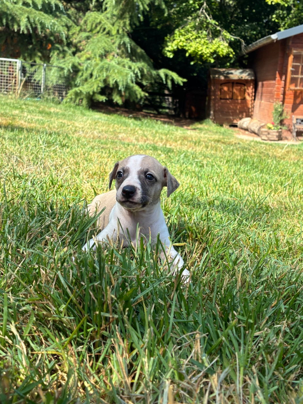 du Cèdre Enchanté - Chiots disponibles - Whippet