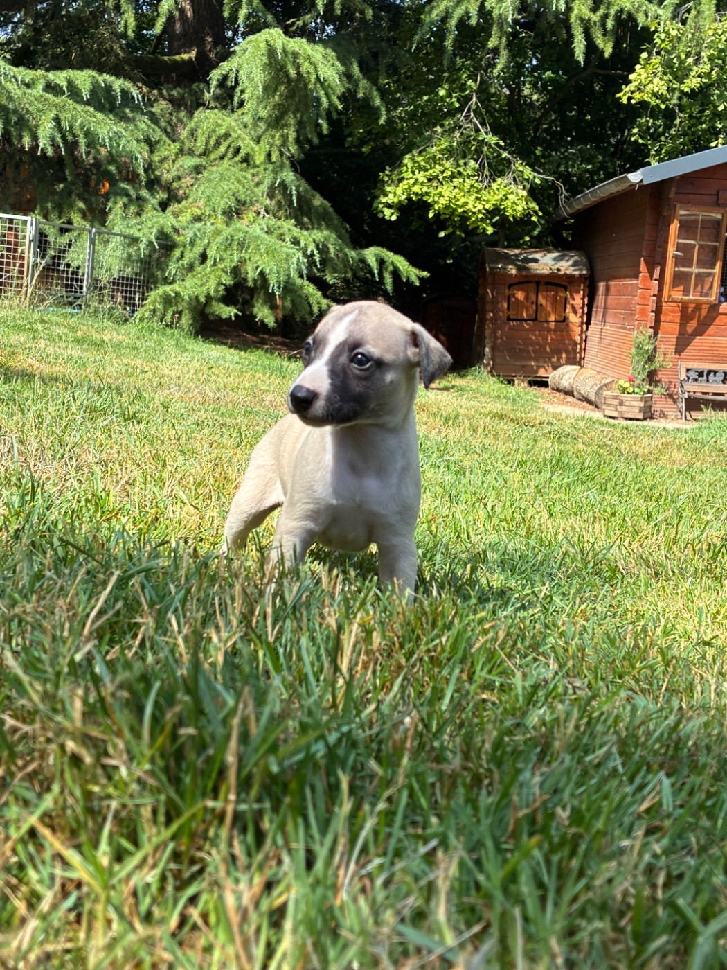 du Cèdre Enchanté - Chiots disponibles - Whippet