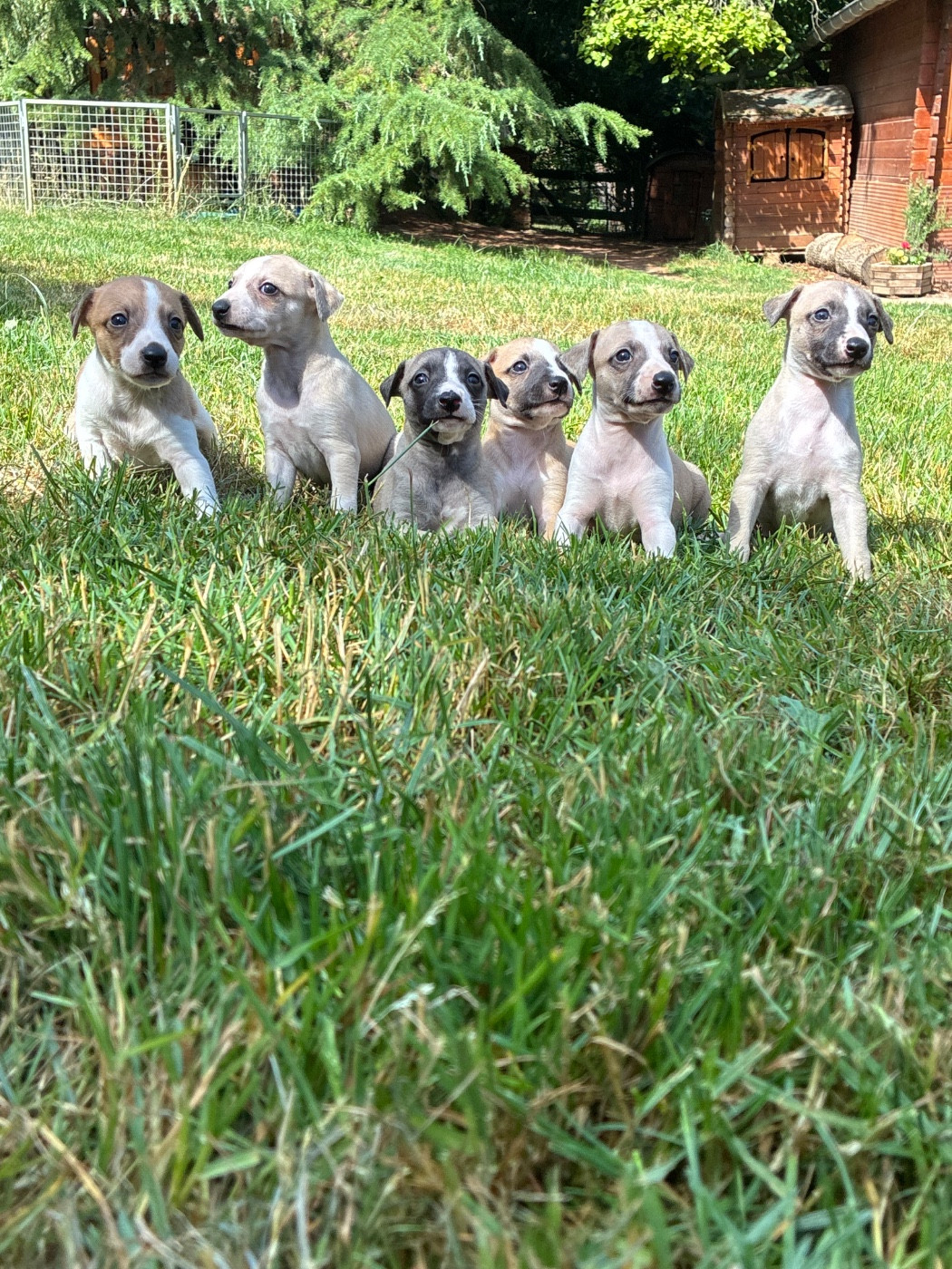 Whippet