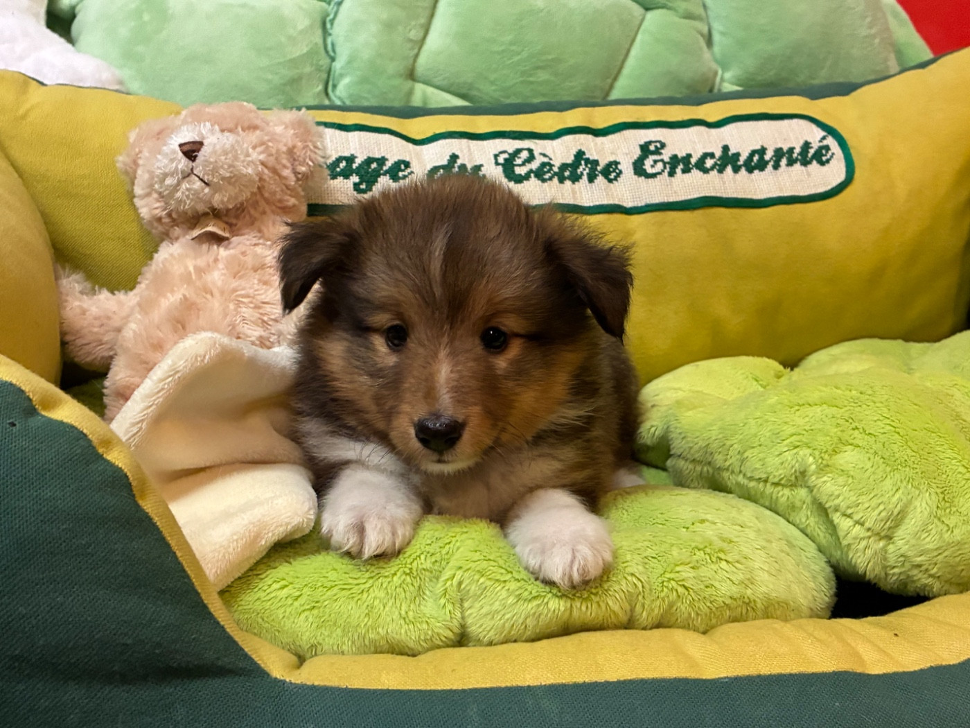 du Cèdre Enchanté - Chiots disponibles - Shetland Sheepdog