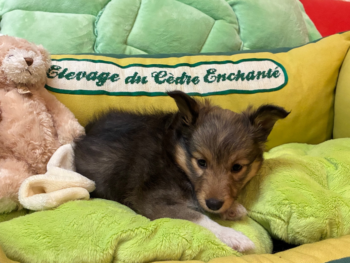 du Cèdre Enchanté - Chiots disponibles - Shetland Sheepdog