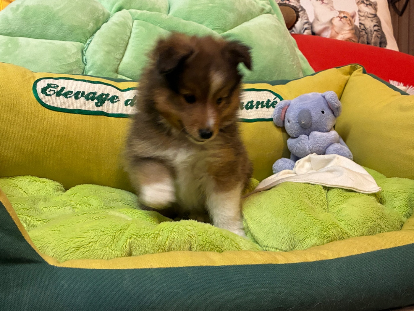 du Cèdre Enchanté - Chiots disponibles - Shetland Sheepdog