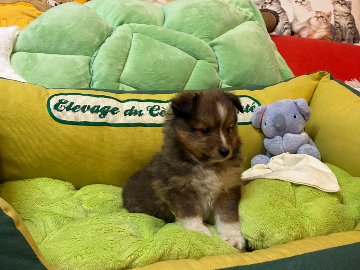 du Cèdre Enchanté - Chiots disponibles - Shetland Sheepdog